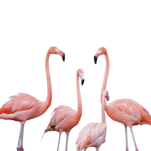 Flock of flamingos - no background